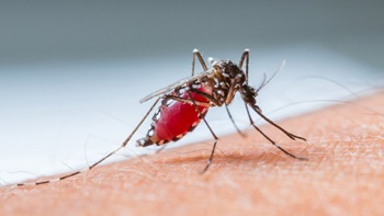 Efficacité des gadgets pour repousser les moustiques